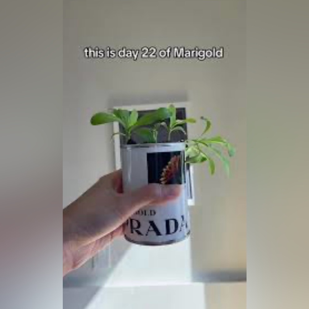 PRADA In Conversation With A Flower: MariGold Can Of Seed New Unopened - Picture 8 of 10